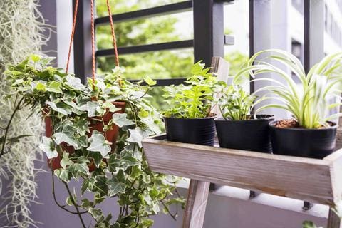 Outdoor-space-with-plant-arena-living-singapore
